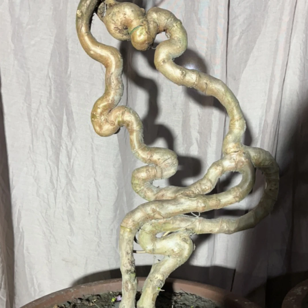 不锈钢木质手链 紫薇编制的十二生肖 鼠