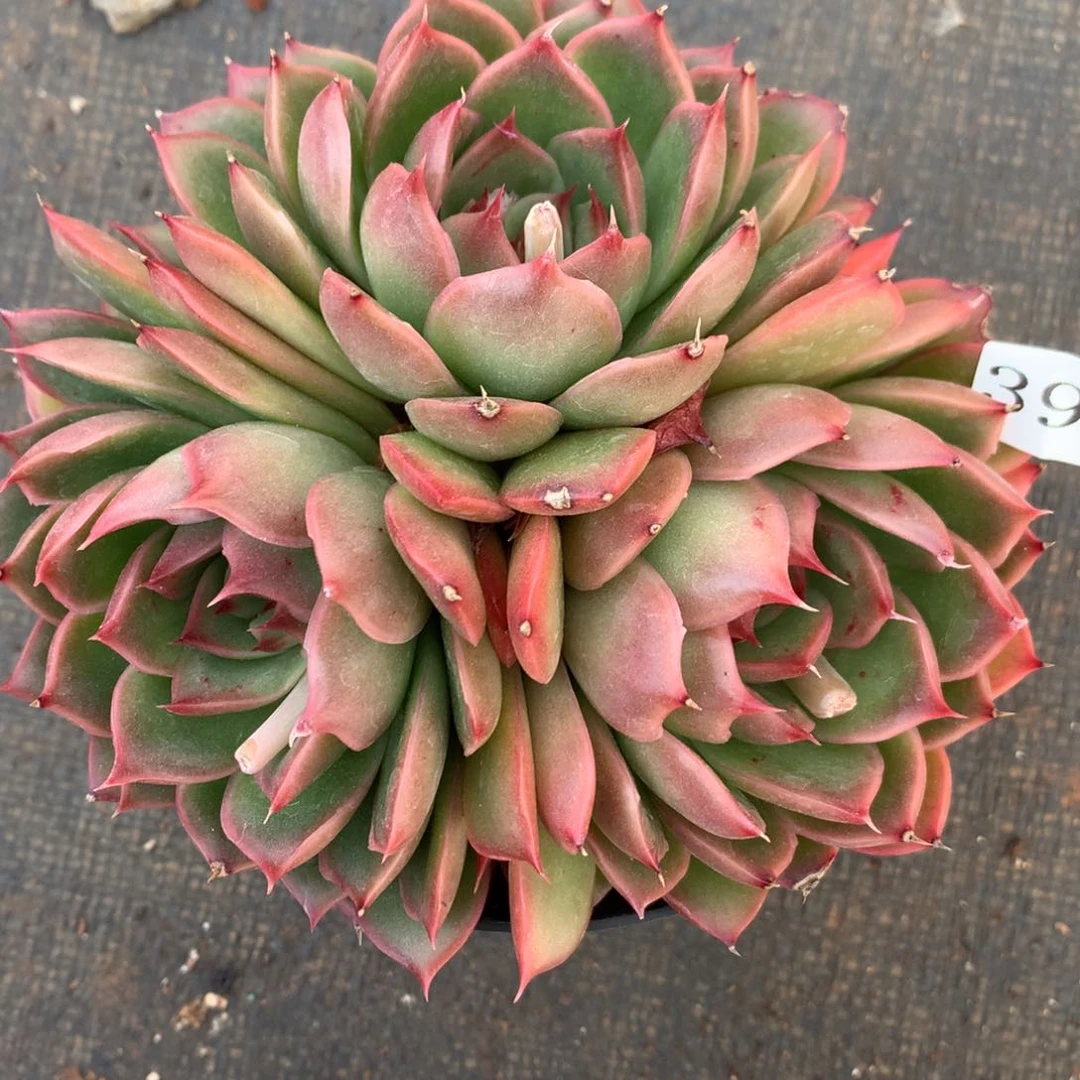 3972杂交精品基地13厘米