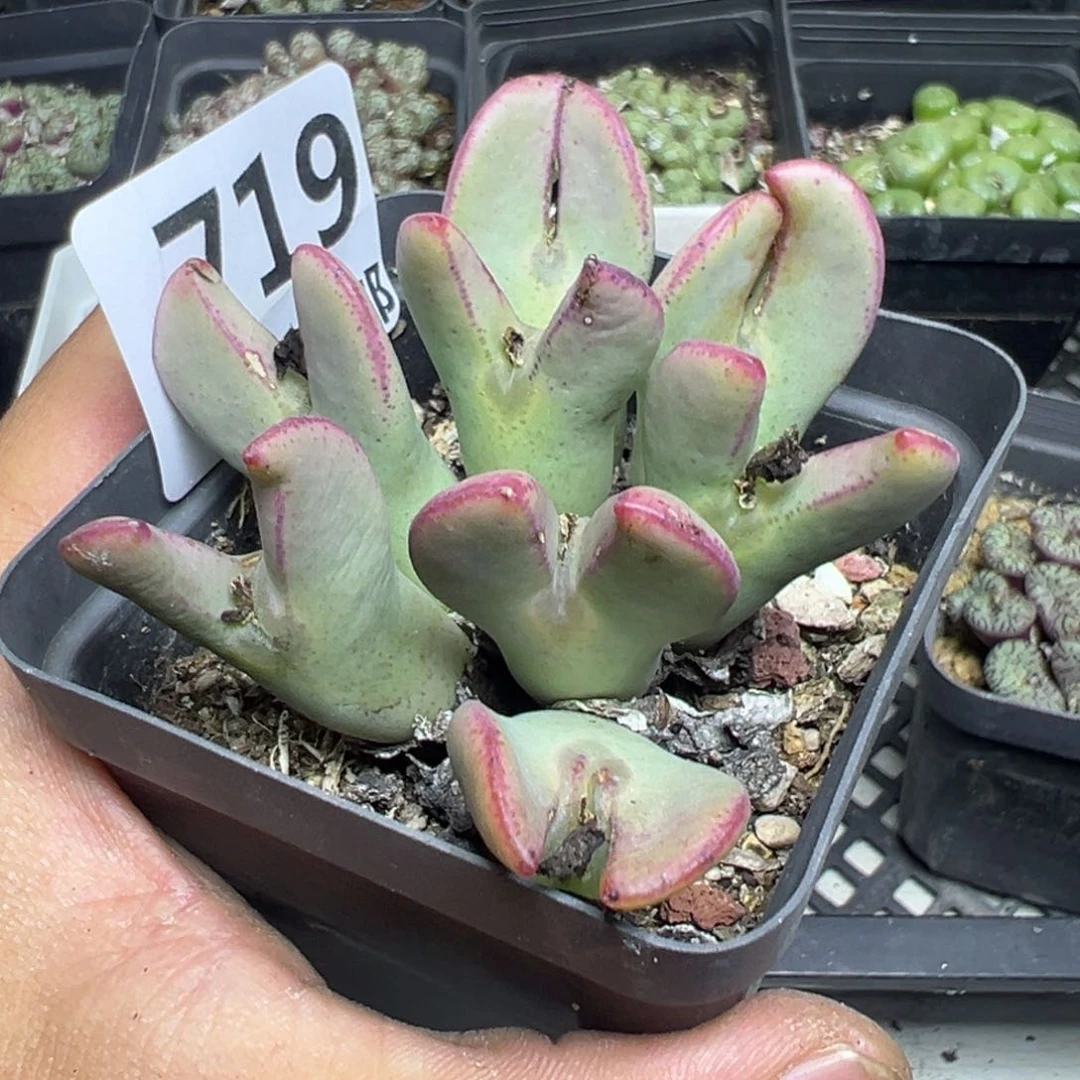 【闪购商品】 719。