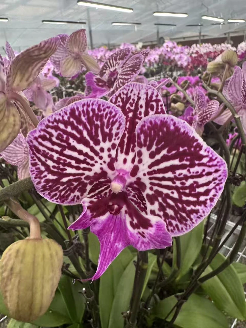 花之恋【七彩鱼】蝴蝶兰鲜花