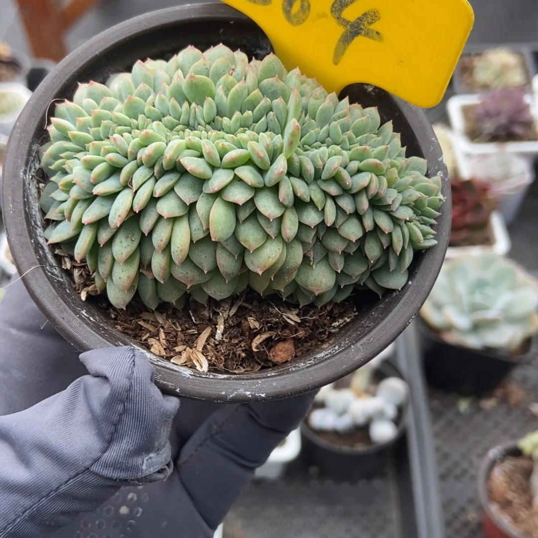 884冰魄缀多肉植物