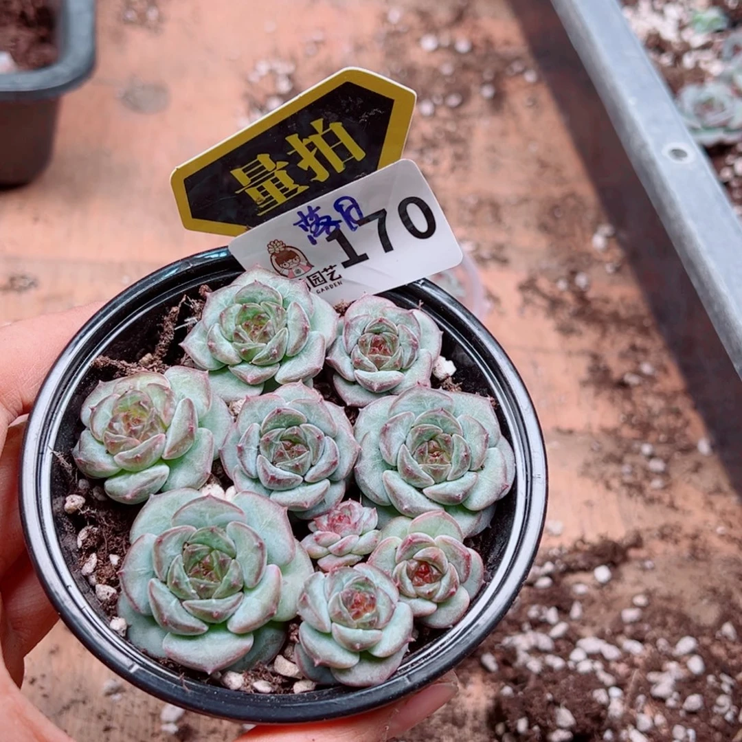 多肉植物多肉植物