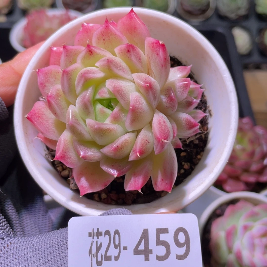 花利美29-459麦秆