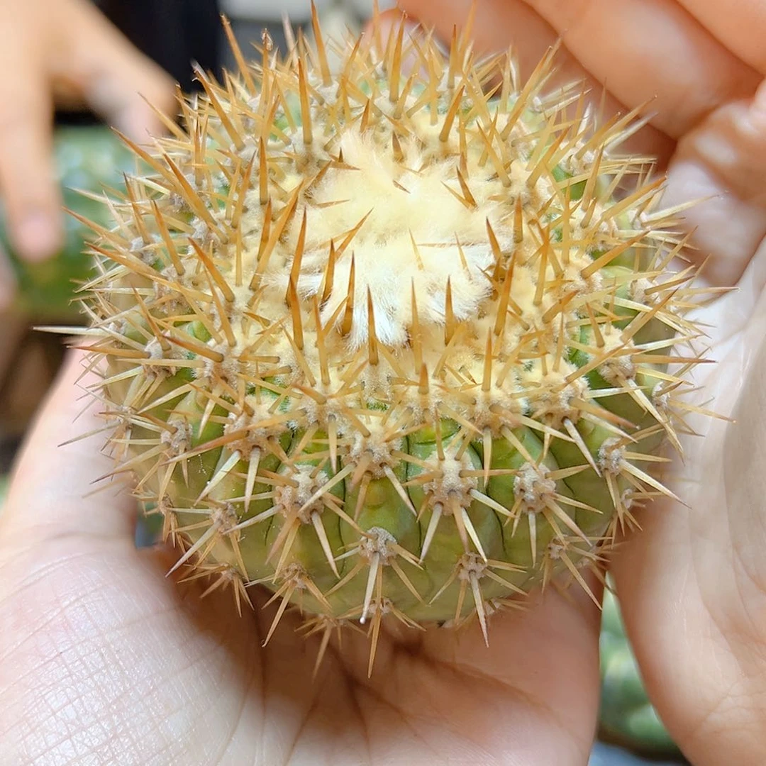 2号金刺孤龙含刺8公分无根