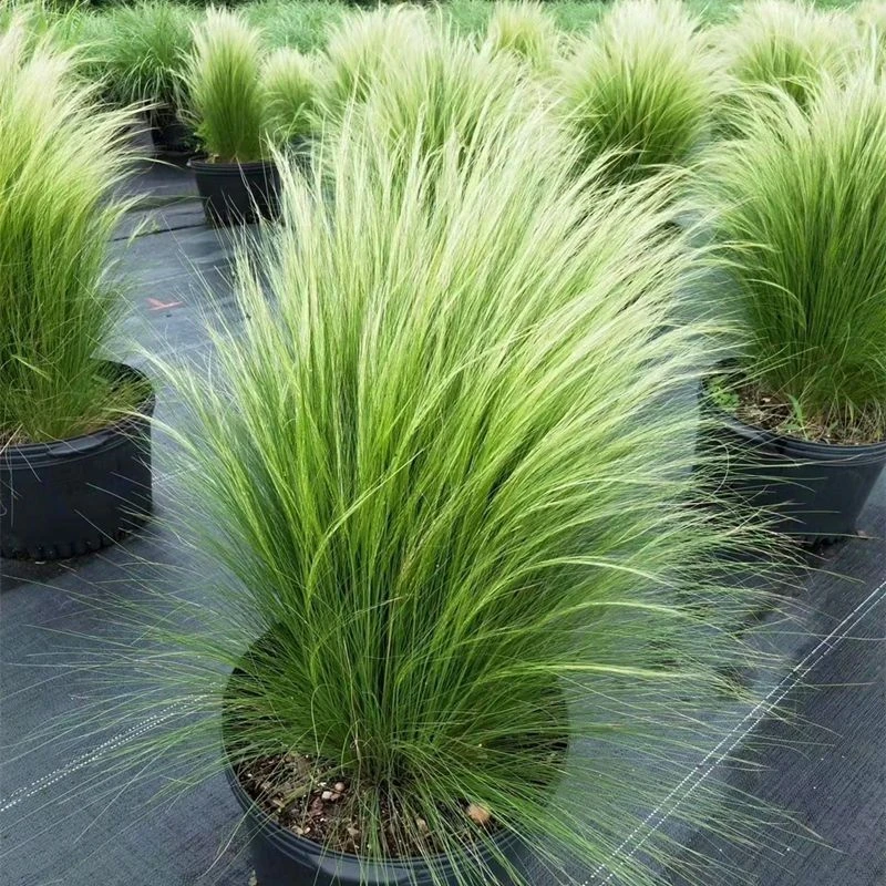 墨西哥羽毛草盆栽细叶针茅庭院阳台绿植花园布置造景户外花镜植物