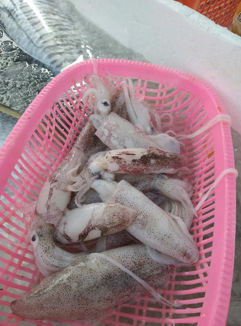 广东湛江新鲜鱿鱼