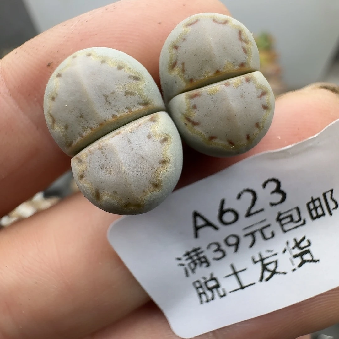 623多肉哈哈哈哈哈哈哈哈哈