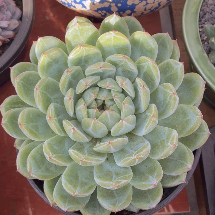 玫瑰多肉雪花珍妮-4