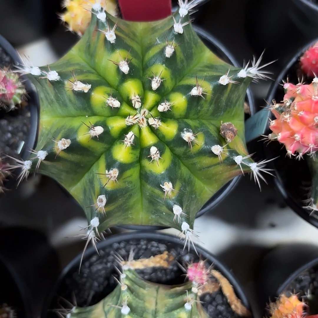 311-1107泰国发货多肉