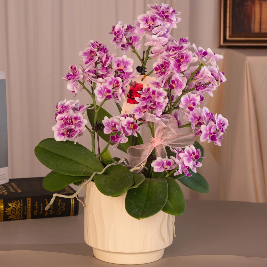 蝴蝶兰【馨香美人】2.8寸杯 带花带花苞 基地直发