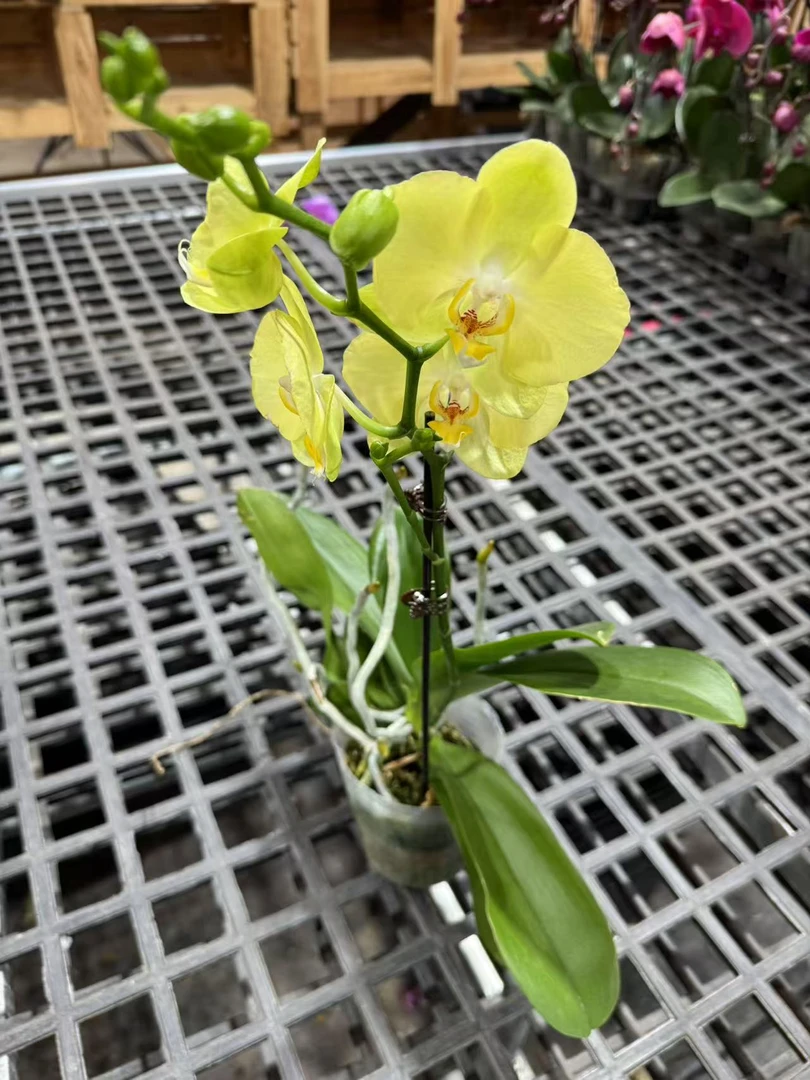 蝴蝶兰【费拉拉】昆明直发