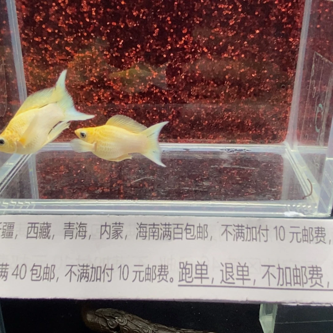 孔雀鱼越南不是这个原线黄金玛丽