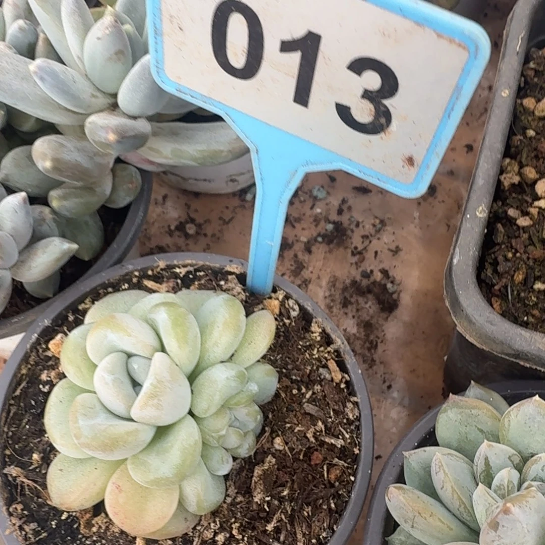 多肉植物玉麒麟013