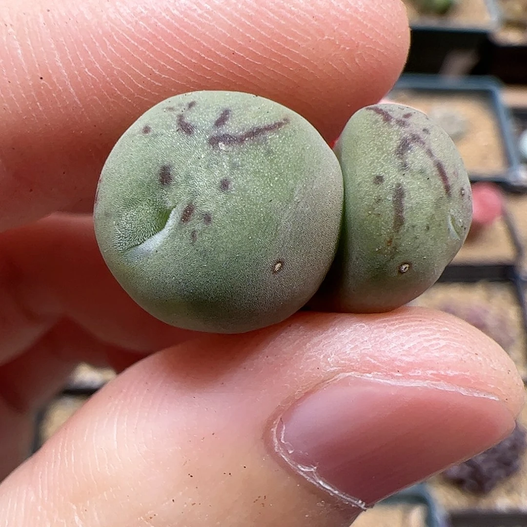 【闪购商品】307 开播福利