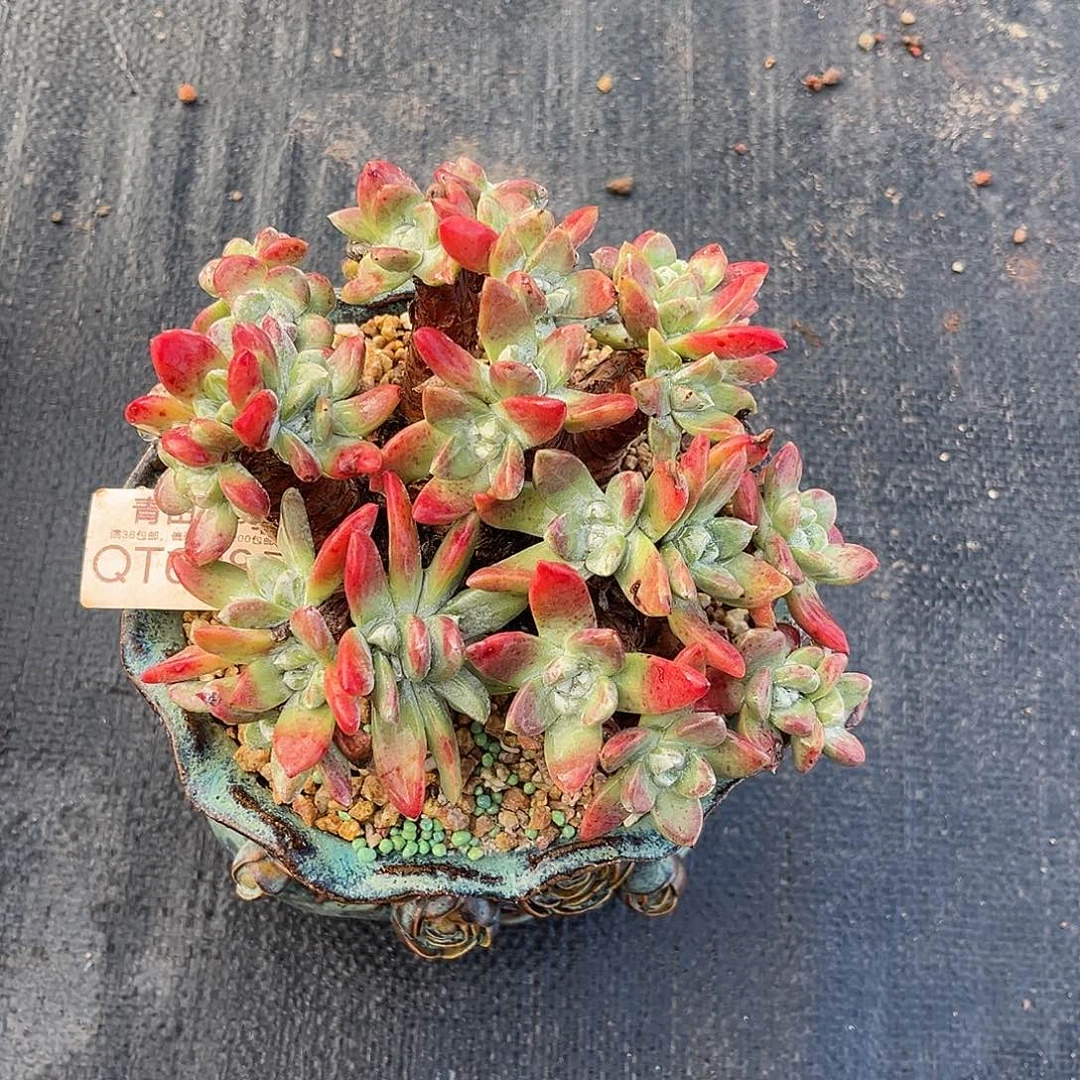 刘丹泡芙杂  6285