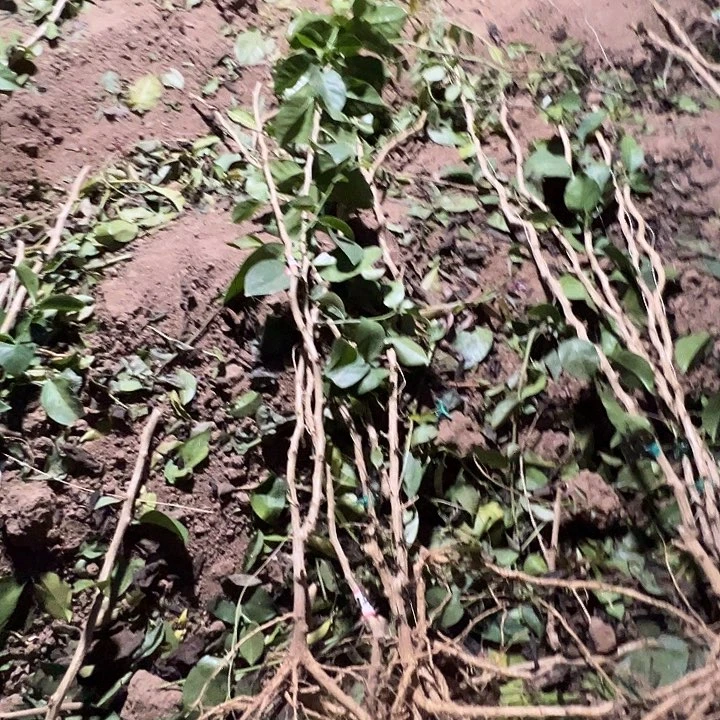 1号五棵直杆叶仙苗