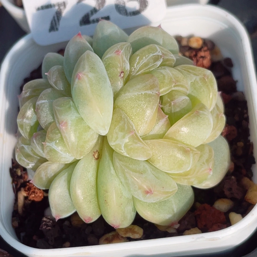 726不过来我老表就走呀啊