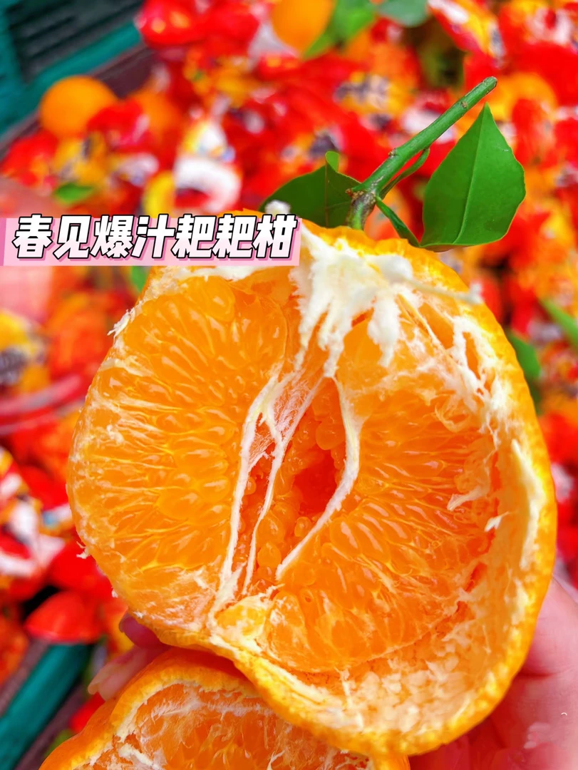 正宗四川耙耙柑春见耙耙柑鲜美多汁