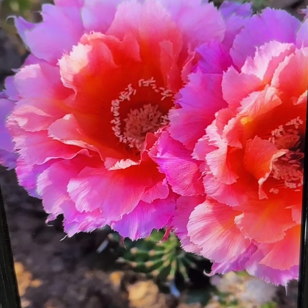 魅羽彩侧牙20包邮仙人球10