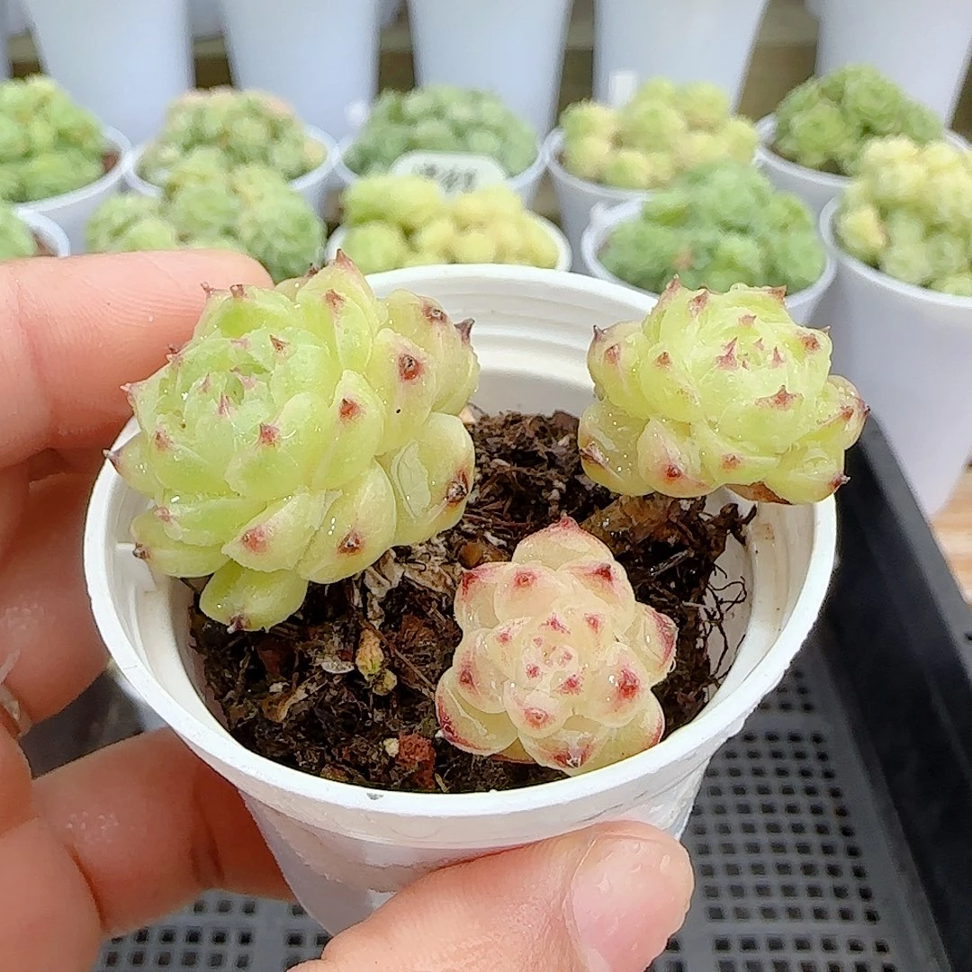 【闪购商品】0926-98福利