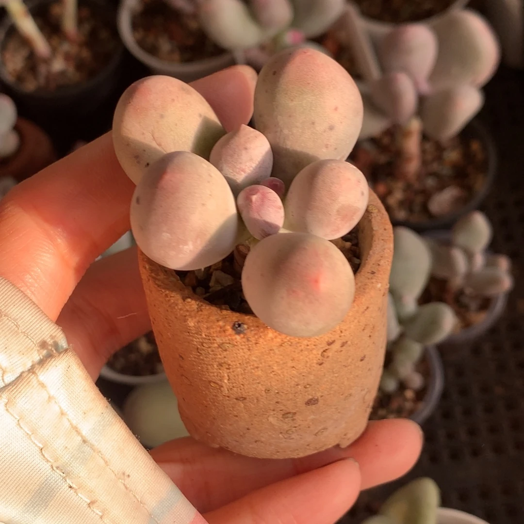 带盆，米可奶酪多肉