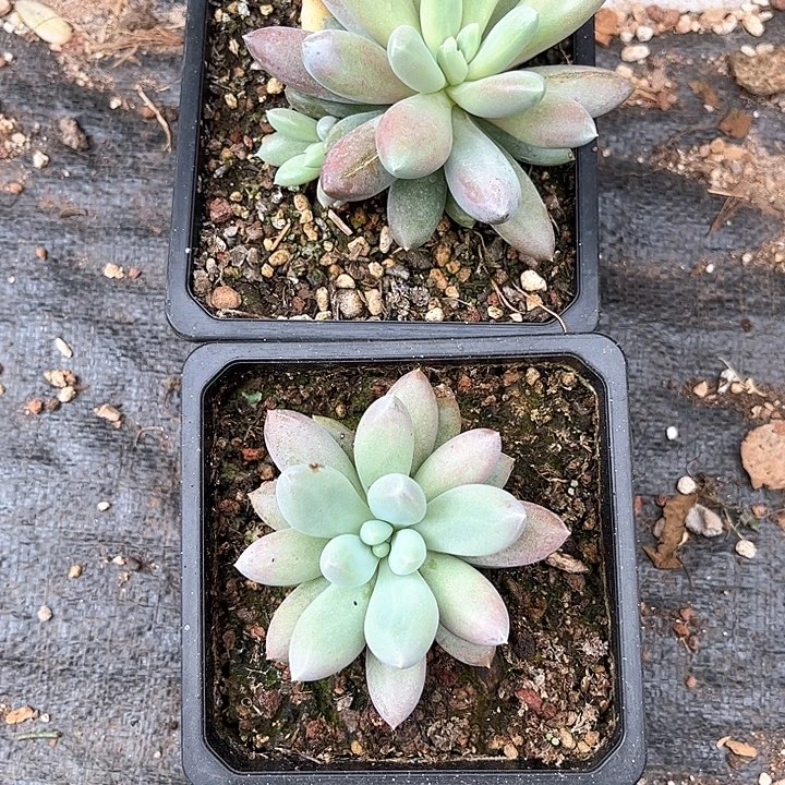 寄养多肉植物一物一拍