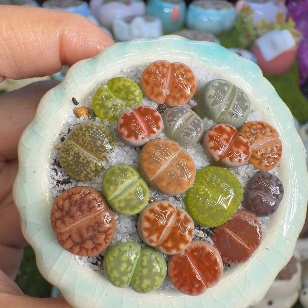 多肉植物福利冲1442