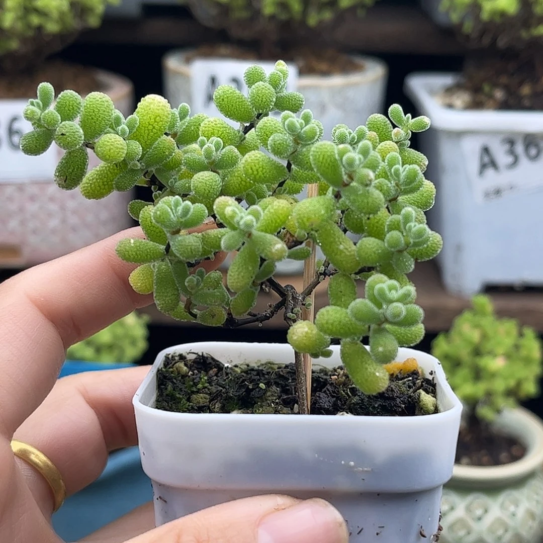 17翡翠优选枝干番杏