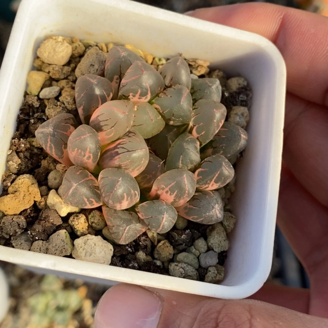 一颗实生玉露锦 开播福利