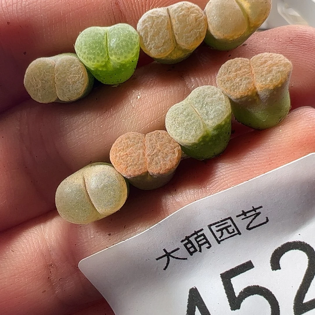 一物一拍。        452