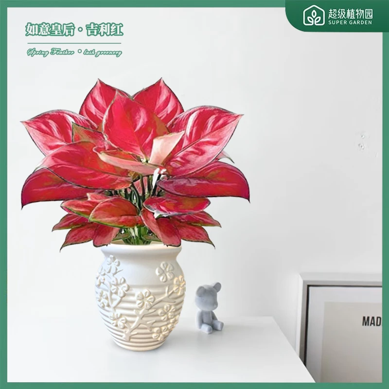 如意红吉利红绿植花卉室内盆栽如意皇后办公室桌面好养易活植物
