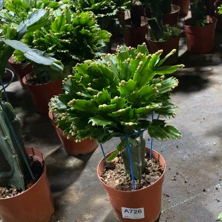当前无花栽培后可以开花秋*726白玛丽