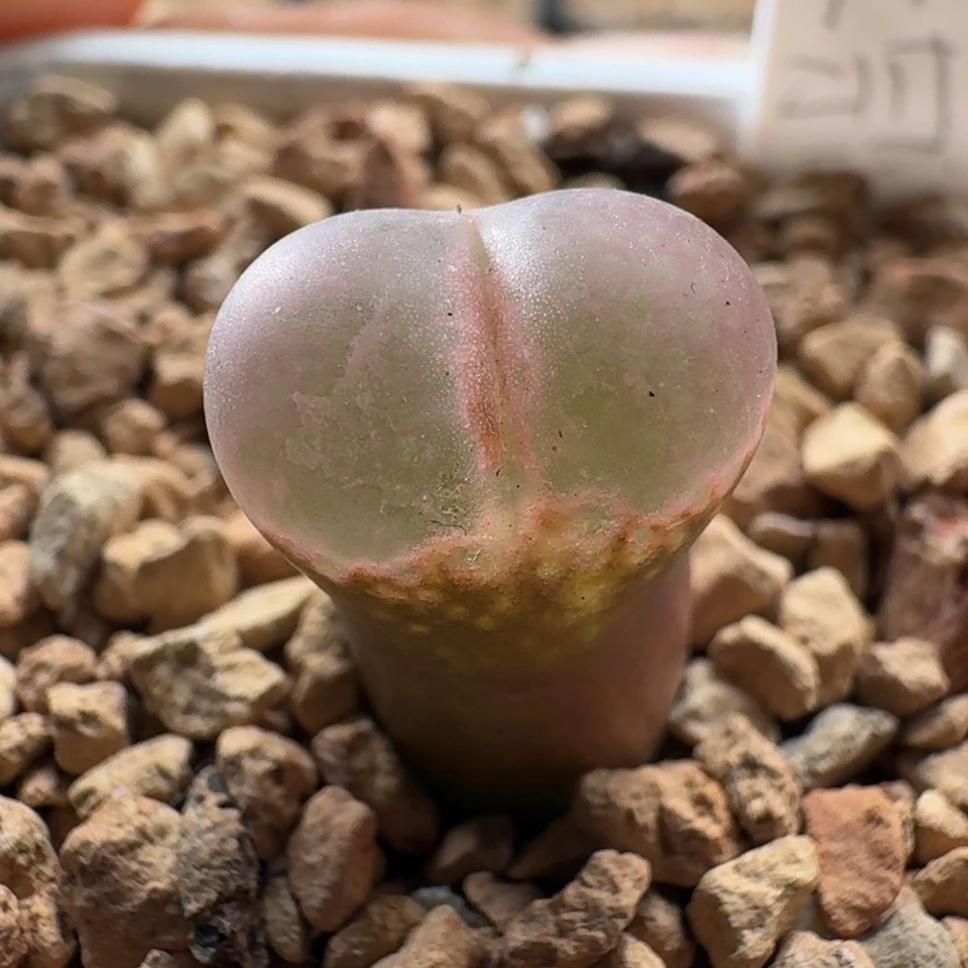 3236豆豆风铃玉肉锥植物