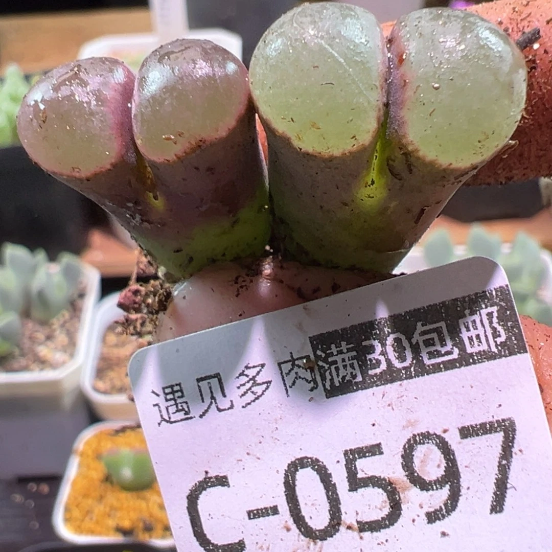 多肉植物111111111111