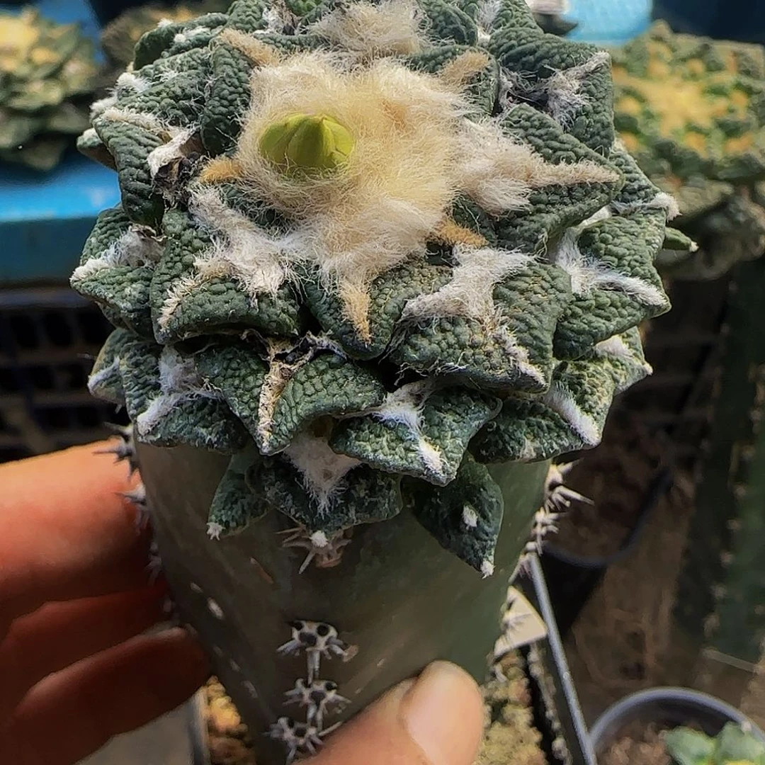 颗粒大尤黑牡丹685
