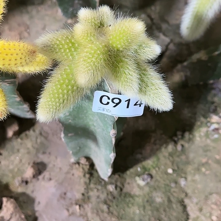城**人嫁接九尾狐锦914