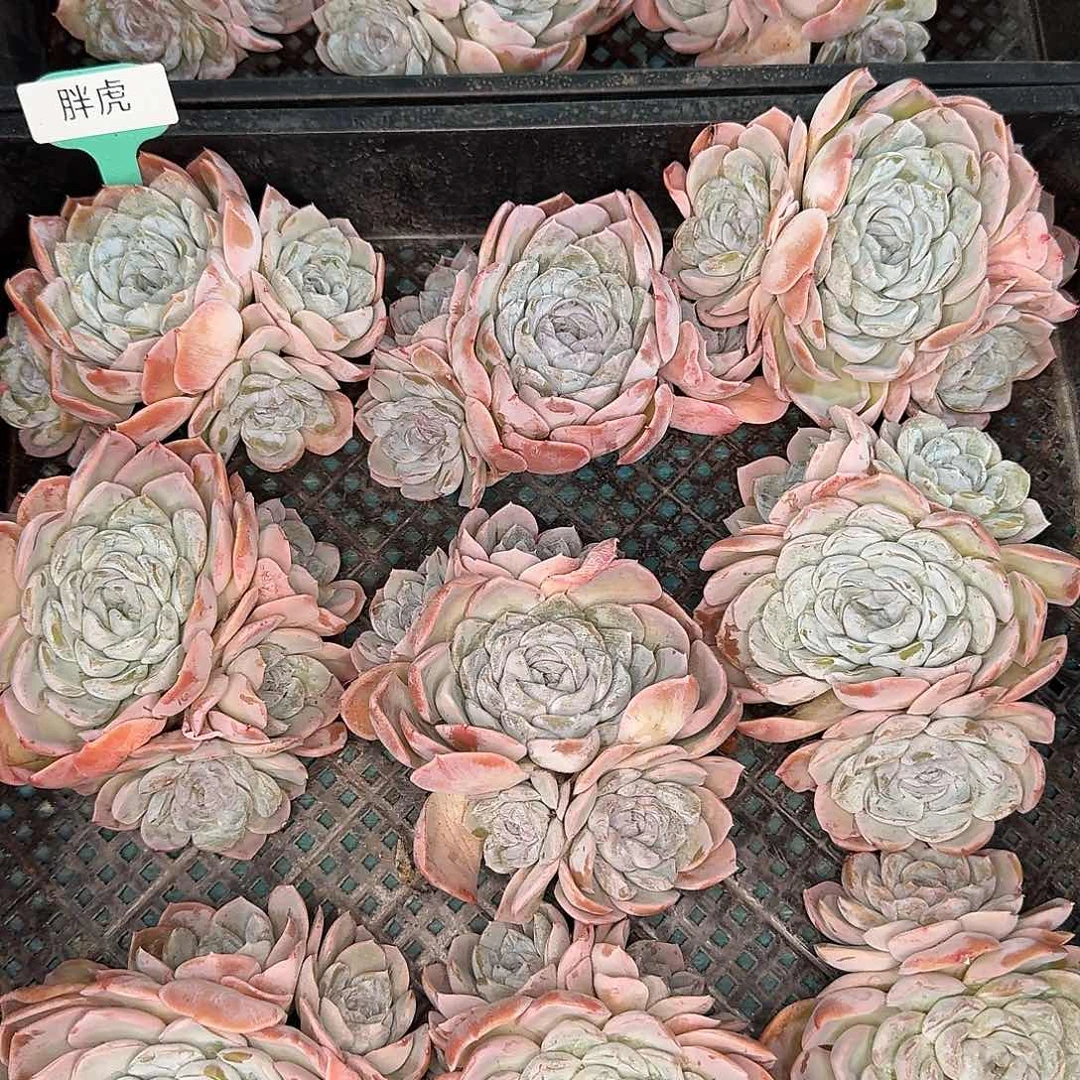从前慢花园多肉编号-胖虎