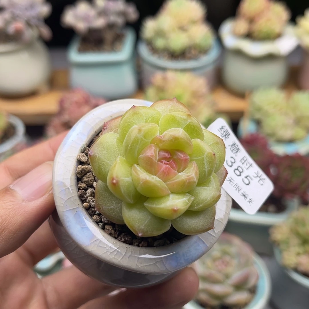 385 糖心 带陶瓷盆发货 满28包邮