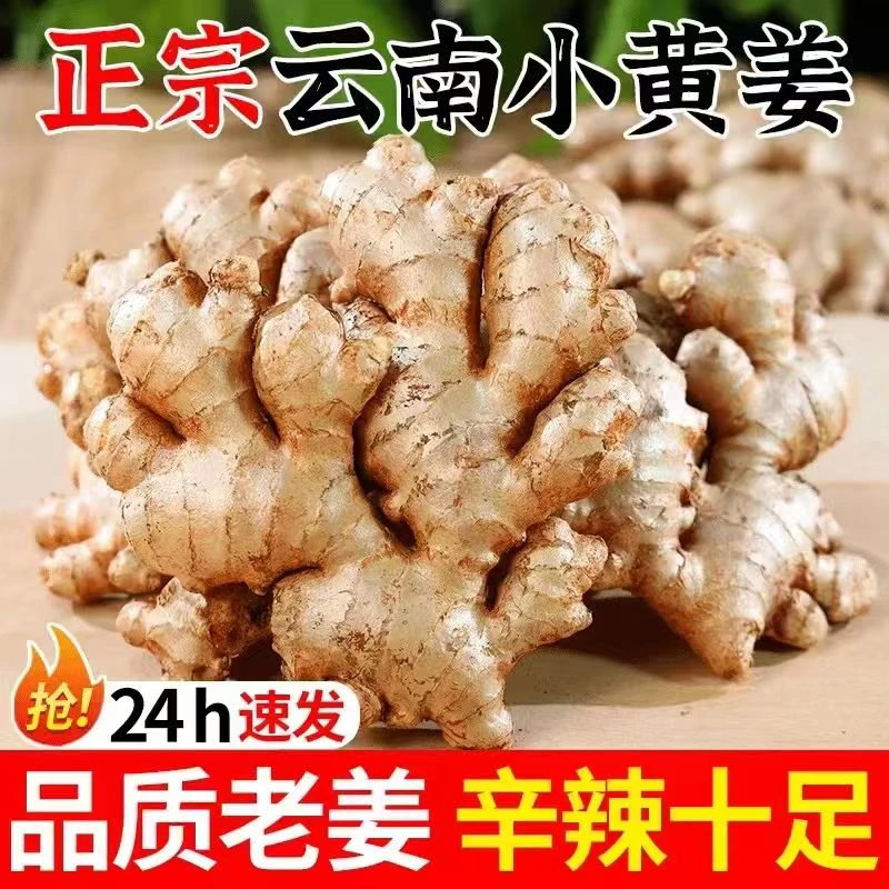 【正宗云南小黄姜】2025年现挖新老姜农家新鲜现挖辛辣十足家庭必备