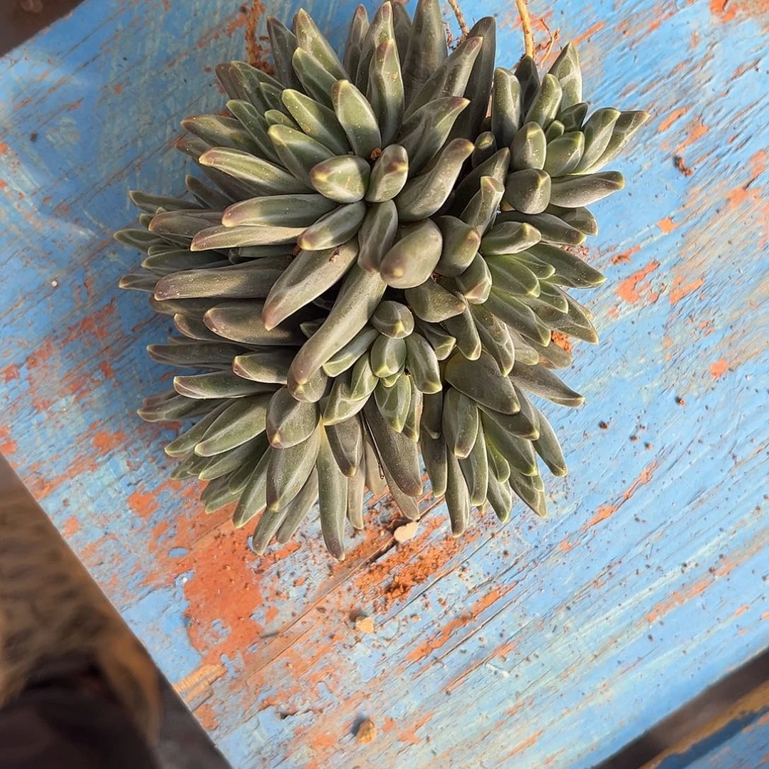 锋***派梵高美人9.99多肉植物