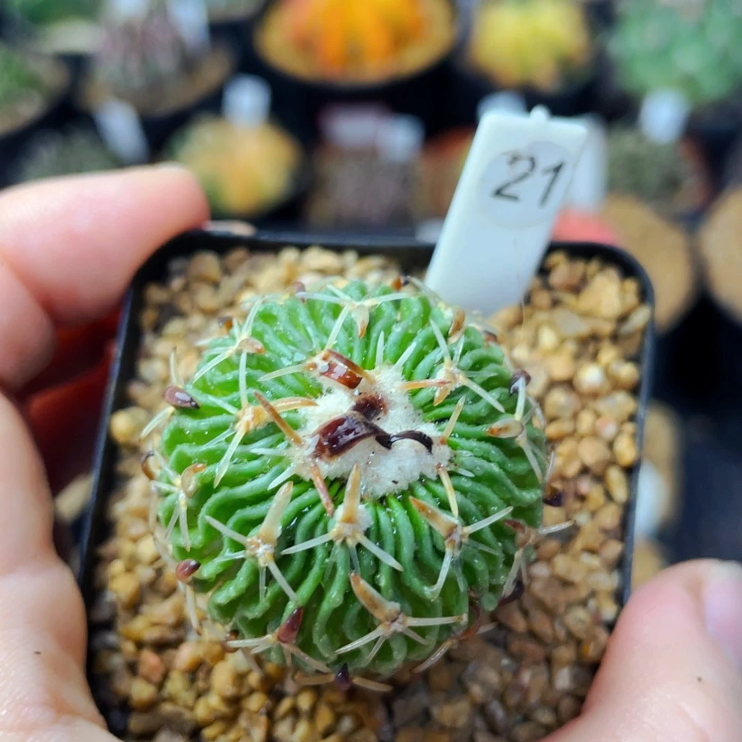 太刀岚盆5公分满25包邮裸根发货