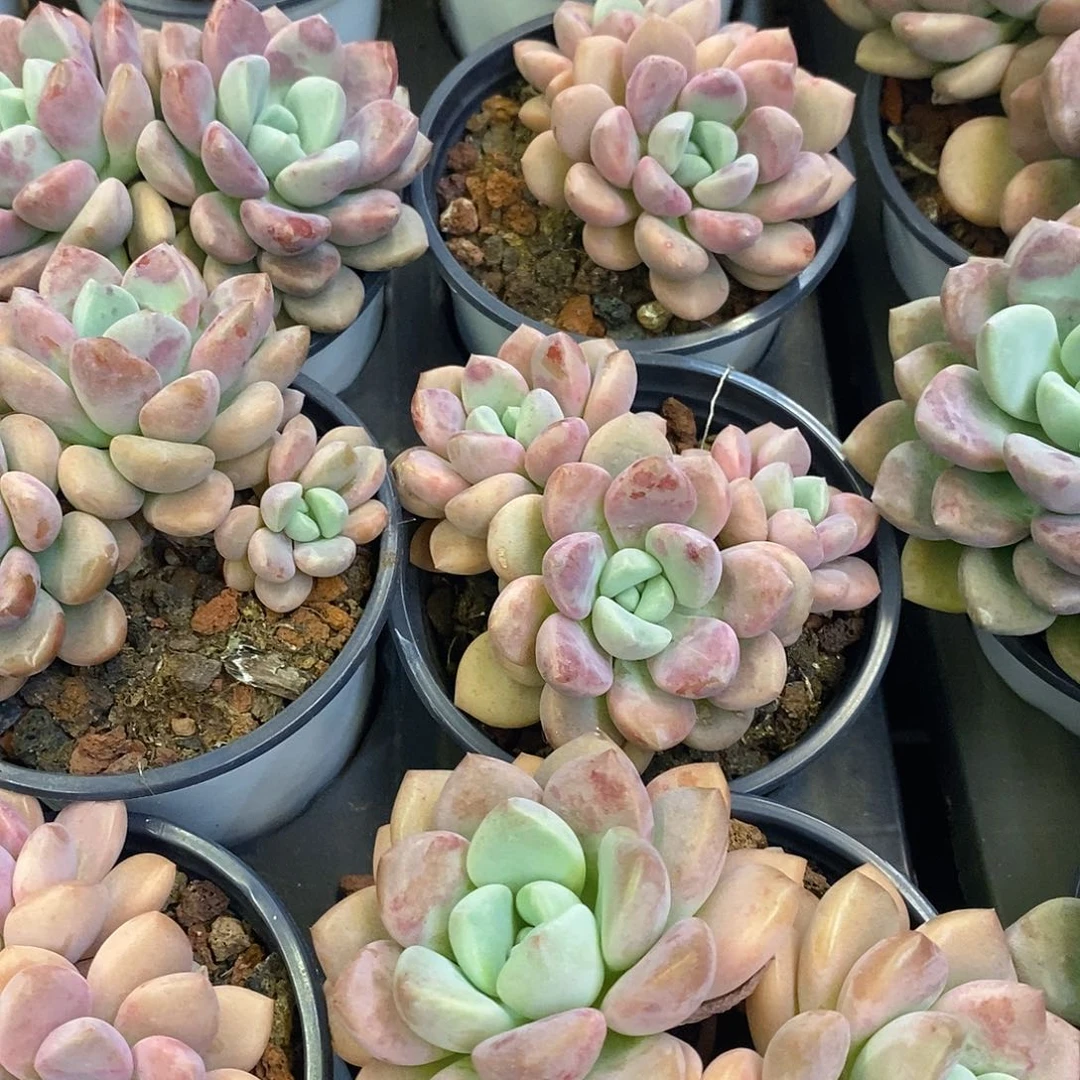 团。双头花班鹿。福利多多