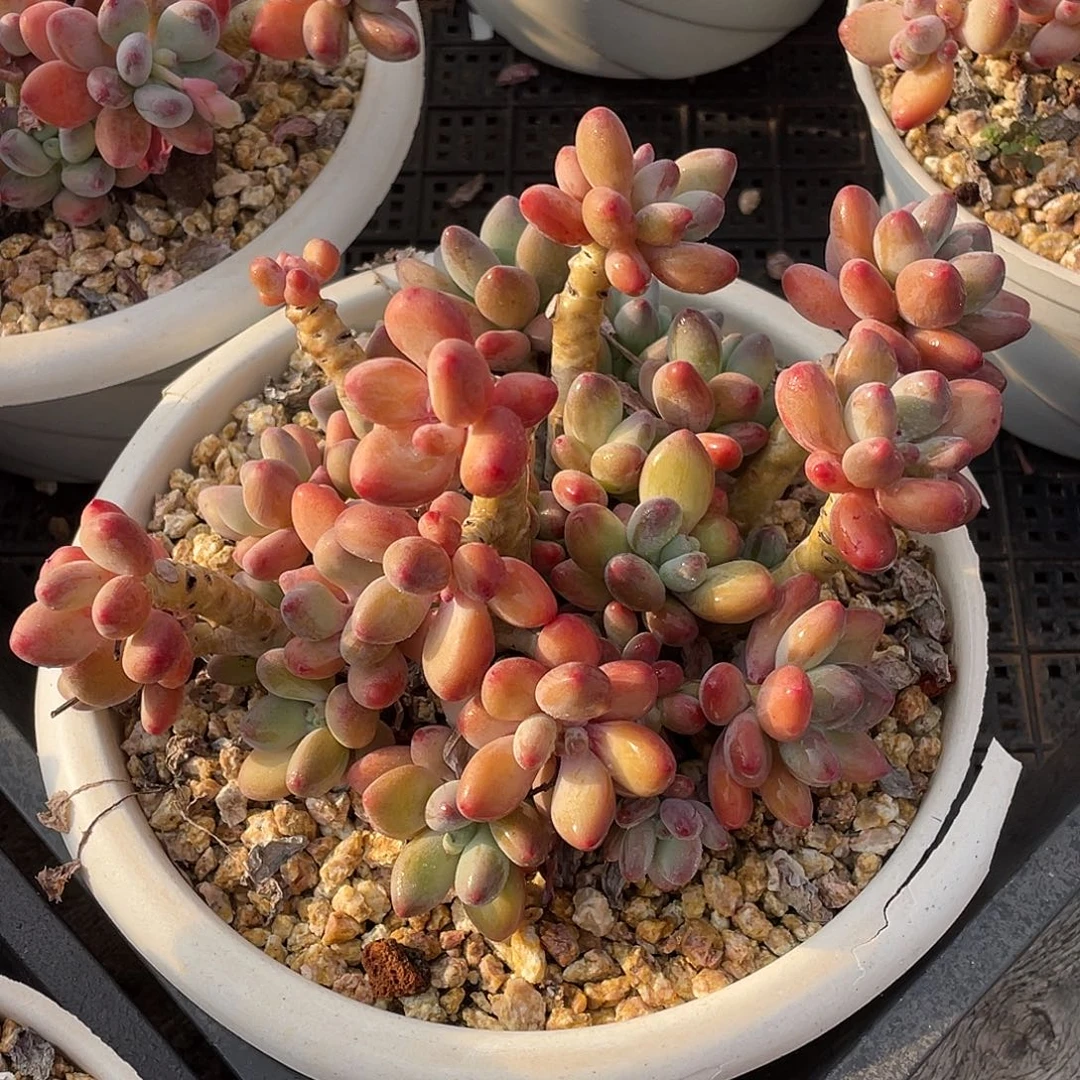 多肉植物一物一拍