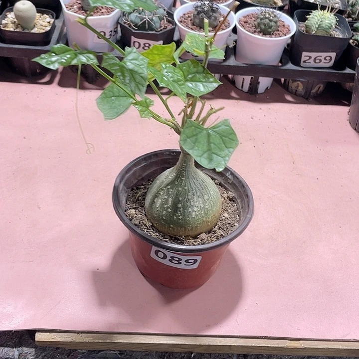 089银叶睡布袋块根