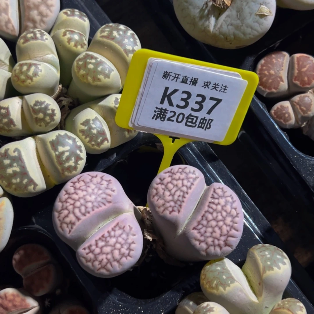 337 生石花大群生一物一拍