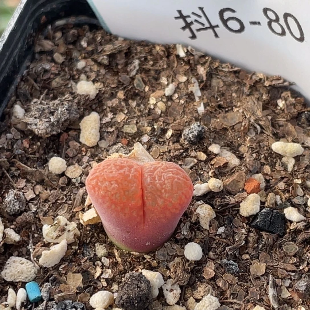 6-80红风铃多肉植物