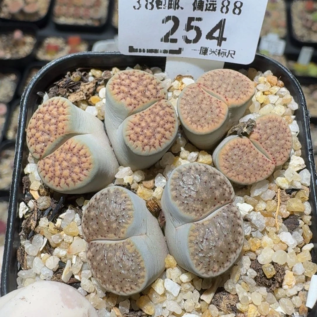 zzzz生石花肉锥254