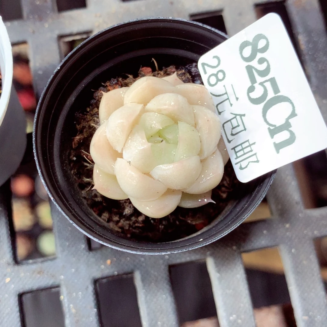 5厘米盆精控多肉825