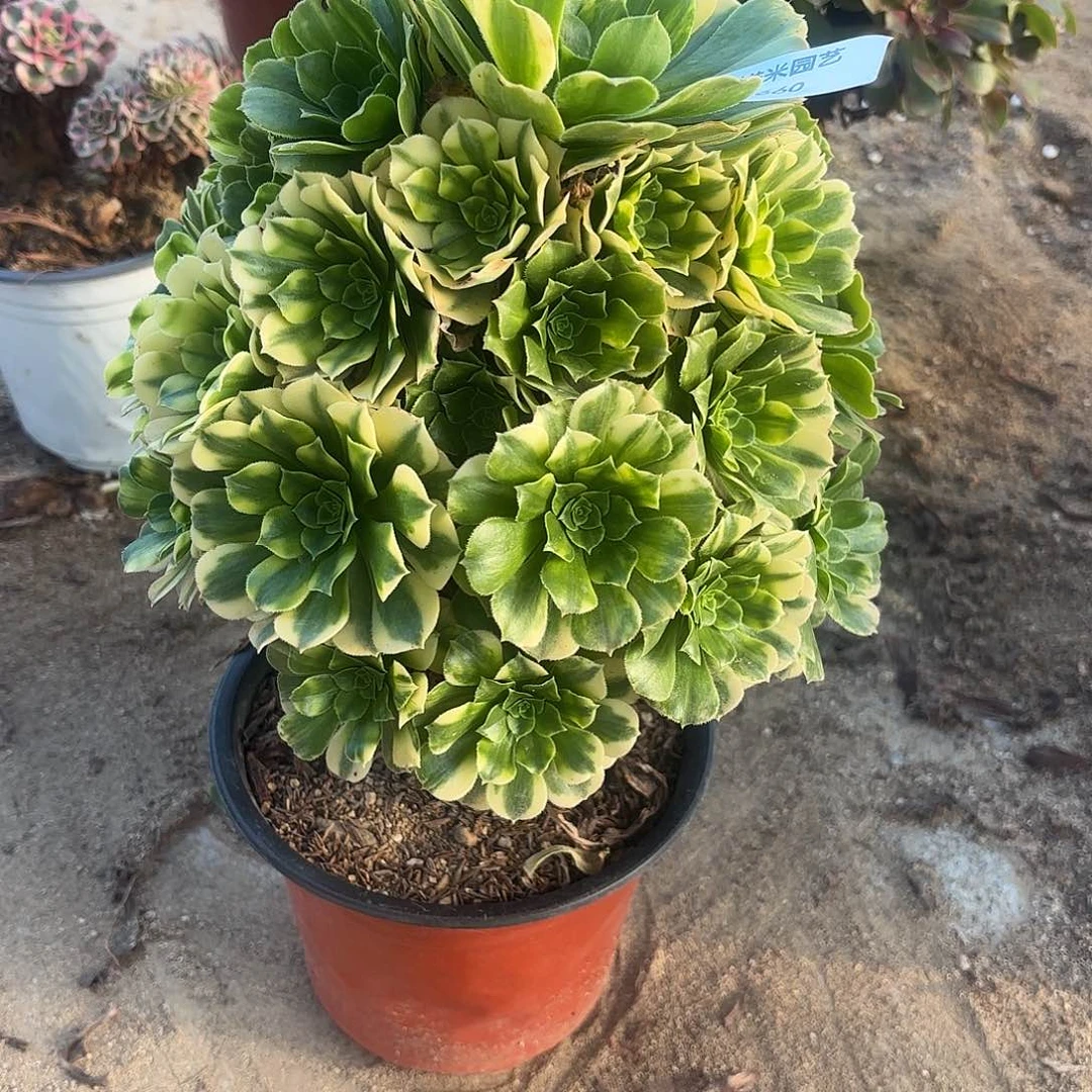 五彩琉璃多肉植物660