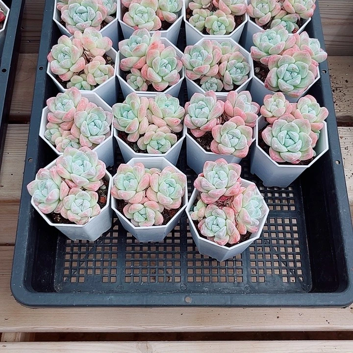 三头起发冰玉多肉